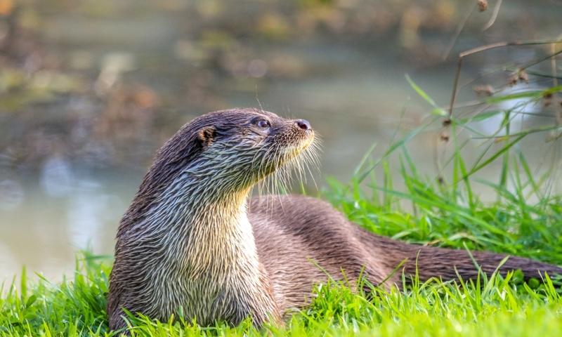 An otter